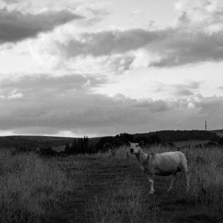 APOY 2024 – Round 2 – Animal&nbsp;Kingdom