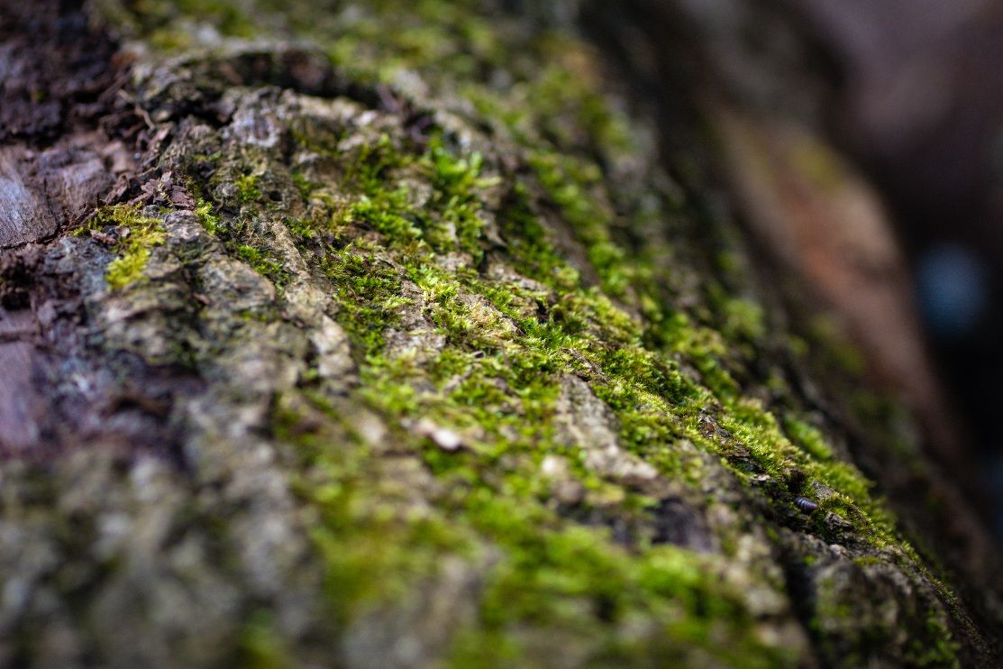 52 Assignments - Macro - #03 Revealing Texture