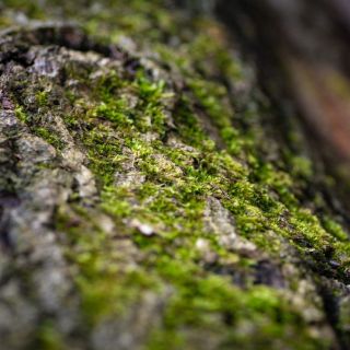 52 Assignments – Macro – #03 Revealing&nbsp;Texture