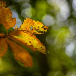 52 Assignments – Macro – #17&nbsp;Bokehlicious