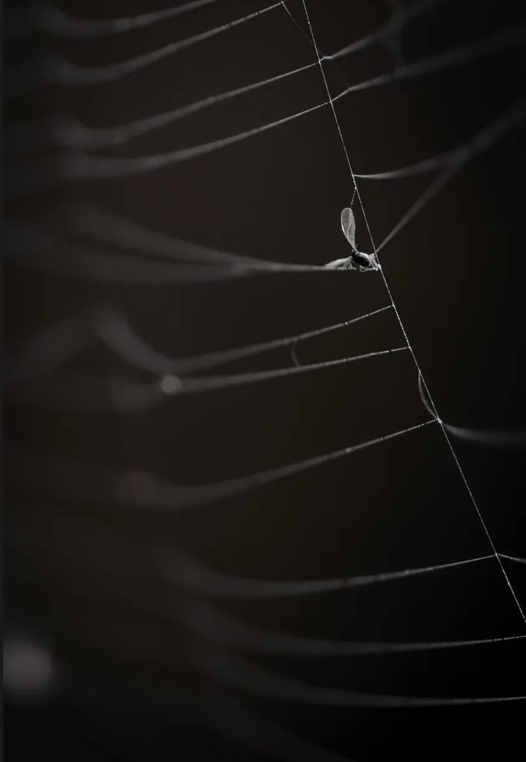 APOY 2025 - Shortlisted Image - Round 3 - Close-ups and Details