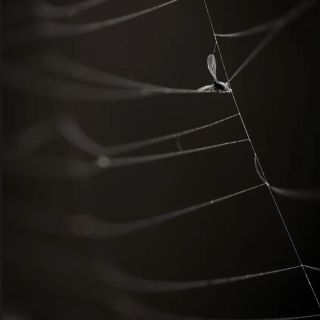 APOY 2025 – Shortlisted Image – Round 3 – Close-ups and&nbsp;Details