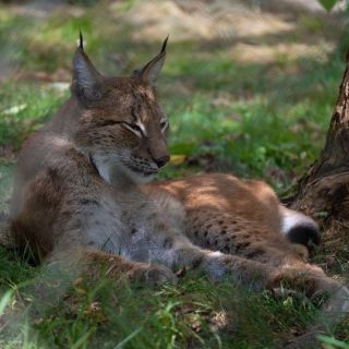 APOY 2025 – Round 7 – Animal&nbsp;Kingdom