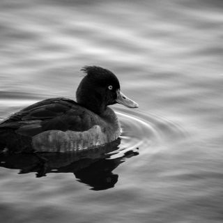 Nature in Black and White
